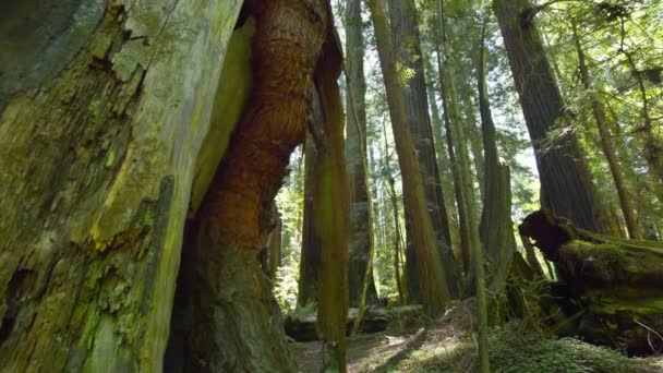 Boeiende Time Lapse Zonverlichte Majesteit Van Redwood National Park Forest — Stockvideo