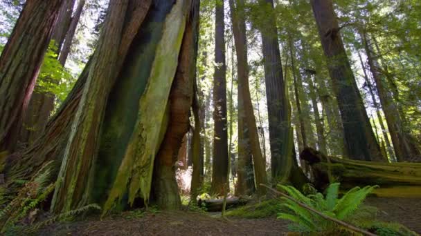 Fängslande Time Lapse Sunlit Majestät Redwood National Park Skogsträd — Stockvideo