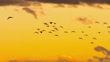 Zarif Uçuşta Muhteşem Kum Tepesi Turnaları Çarpıcı 4K Günbatımı ve Bulutlu Gökyüzü Kanvasına Karşı
