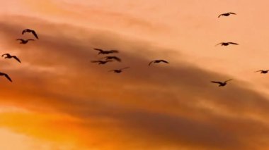 Zarif Uçuşta Muhteşem Kum Tepesi Turnaları Çarpıcı 4K Günbatımı ve Bulutlu Gökyüzü Kanvasına Karşı