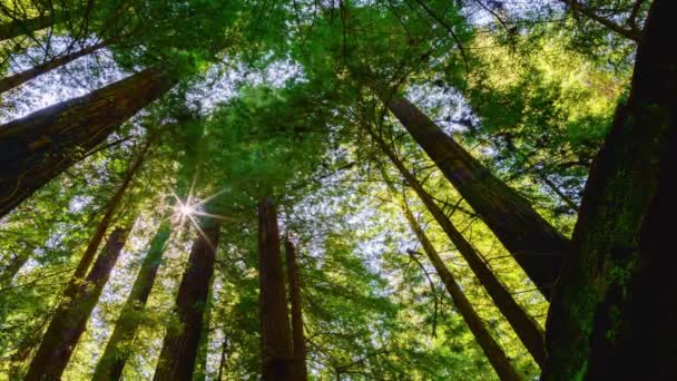 Enchanting Springtime Low Angle Shot Sunlit Redwood Forest Trees Majestic — Stock Video