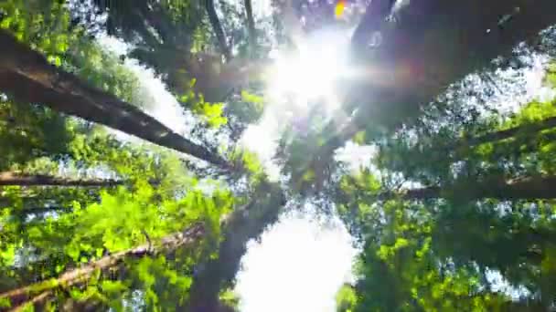 迷人的4K春秋低角射击 光芒四射的红杉森林树在其雄伟的光辉中 — 图库视频影像