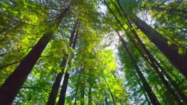 Büyüleyici Lkbahar Düşük Açı Çekimi Güneş Işığı Altındaki Sekoya Ağaçları — Stok video