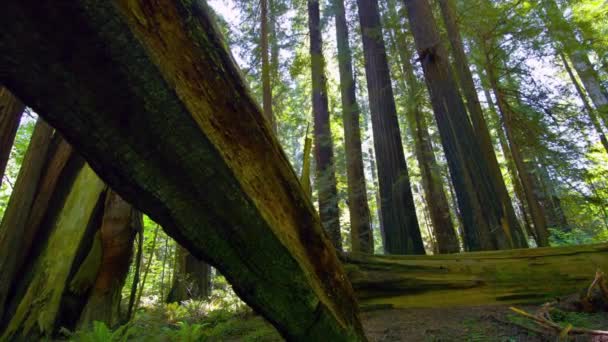 Urzekający Time Lapse Sunlit Majesty Redwood National Park Forest Trees — Wideo stockowe