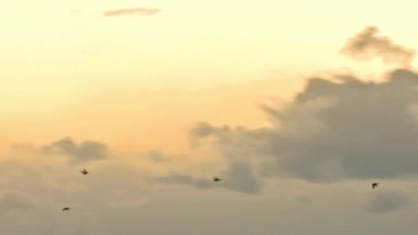 Ефектні Піщані Крани Витонченому Польоті Проти Полотна Приголомшливого Заходу Сонця — стокове відео