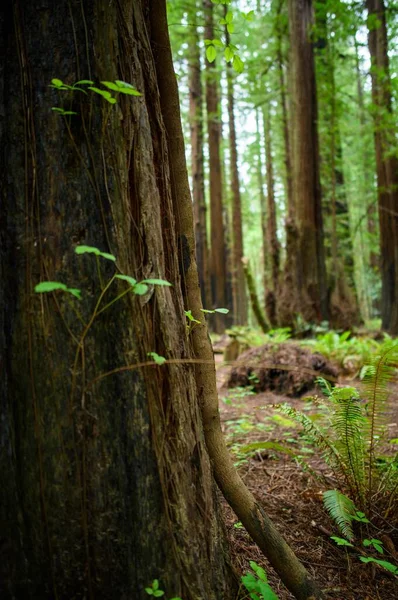 Cautivante Lapso Tiempo Los Árboles Forestales Del Parque Nacional Redwood — Foto de Stock
