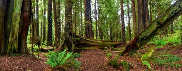 Cautivante Lapso Tiempo Los Árboles Forestales Del Parque Nacional Redwood — Foto de Stock
