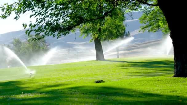 Δροσιστικό Oasis Βίντεο Του Sprinkler Gracefully Watering Park Grass Και — Αρχείο Βίντεο