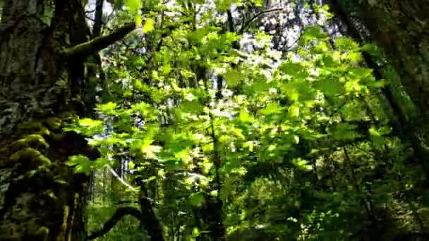 Tranquilidade Iluminada Pelo Sol Vídeo Pinheiros Antigos Pacífico Noroeste Floresta — Vídeo de Stock