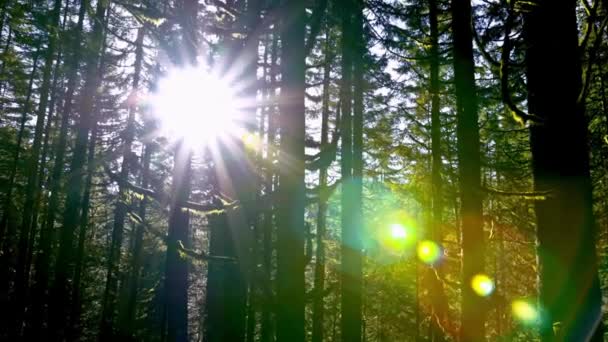 Sunlit Lugn Video Antika Tallar Stilla Havet Nordvästra Usa Forest — Stockvideo