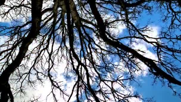 Dança Natureza Time Lapse Oak Tree Gracefully Swaying Blue Sky — Vídeo de Stock