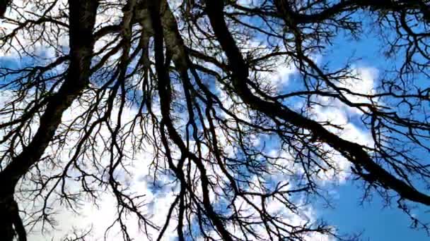 Naturens Dans Time Lapse Träd Graciöst Svajande Mot Den Blå — Stockvideo