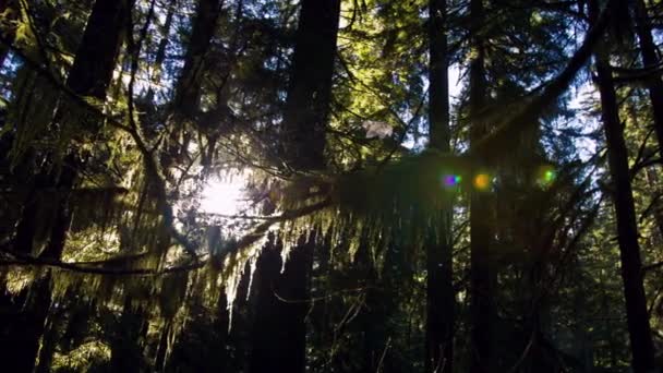 Спокойствие Солнечного Света Видео Древних Сосен Тихоокеанском Северо Западном Лесу — стоковое видео