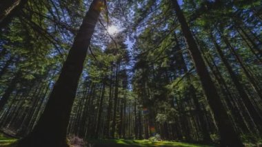 Sunlit Tranquility: Pasifik Kuzeybatı ABD Ormanı 'nda Antik Çam Ağaçlarının 4K Videosu, Doğrudan Güneş Işığıyla Banyo