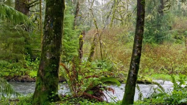 Nature Emanation Video Van Zonlicht Filteren Door Verdant Forest Canopy — Stockvideo
