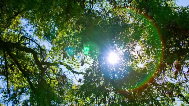 Спокойствие Солнечного Света Видео Древних Сосен Тихоокеанском Северо Западном Лесу — стоковое видео