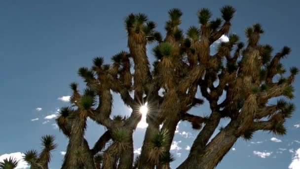 Desert Symphony Time Lapse Joshua Tree Bathed Sunlight Azure Sky — Stock Video
