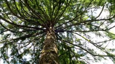 Zamanın Fısıltıları: Yaşlı ve Uzun Douglas 'ın Rüzgarda Sallanan Ağacı' nın 4K Zaman Hızı