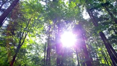 Sunlit Tranquility: Pasifik Kuzeybatı ABD Ormanı 'nda Antik Çam Ağaçlarının 4K Videosu, Doğrudan Güneş Işığıyla Banyo