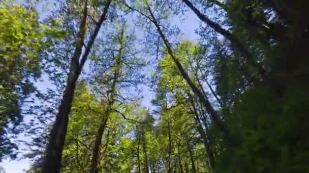 Scenic Drive Video Körning Genom Torn Douglas Fir Forest Träd — Stockvideo