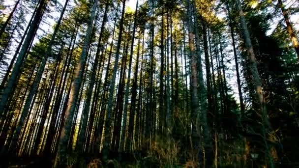 Sunlit Tranquility Video Ancient Pine Trees Pacific Northwest Usa Forest — Stok Video