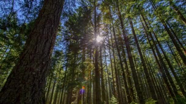 Sunlit Tranquility Video Ancient Pine Trees Pacific Northwest Usa Forest — Stock Video