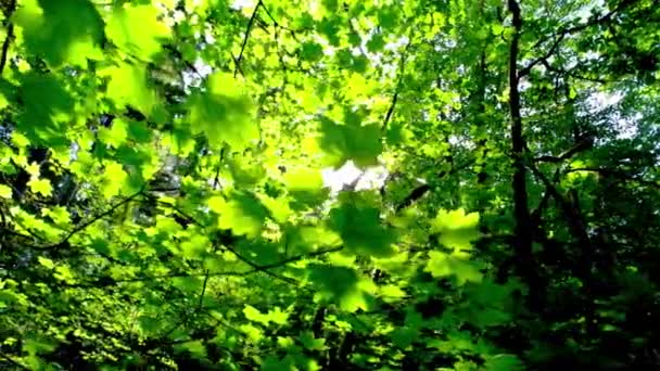 Emanizace Přírody Video Slunečního Světla Filtrování Přes Zelený Lesní Baldachýn — Stock video
