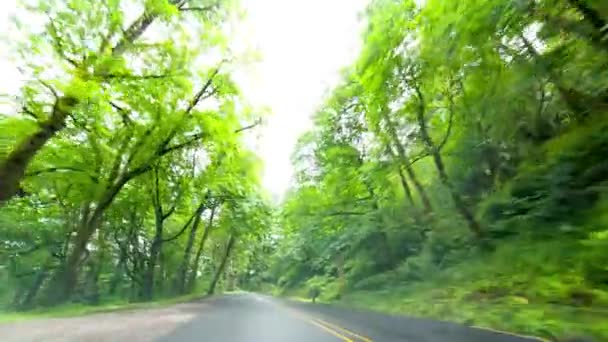 Viagem Através Natureza Vídeo Carro Dirigindo Estrada Floresta Meio Árvores — Vídeo de Stock