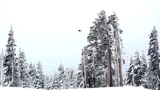 Winter Wonderland Video Von Starkem Schneefall Der Die Hohen Kiefern — Stockvideo