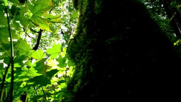 Emanação Natureza Vídeo Luz Solar Filtrando Através Dossel Florestal Verdante — Vídeo de Stock