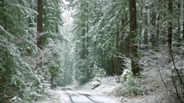 冬の道 周辺の木々を魅了する雪の森の道の4Kビューを魅了 — ストック動画