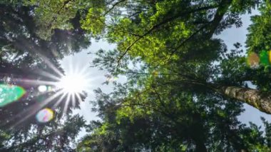 Sunlit Tranquility: Pasifik Kuzeybatı ABD Ormanı 'nda Antik Çam Ağaçlarının 4K Videosu, Doğrudan Güneş Işığıyla Banyo