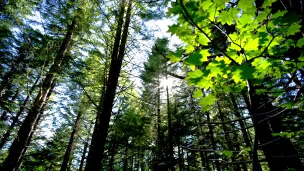 Napsütötte Nyugalom Videó Ősi Fenyőfákról Északnyugat Amerikai Erdőkben Közvetlen Napfényben — Stock videók