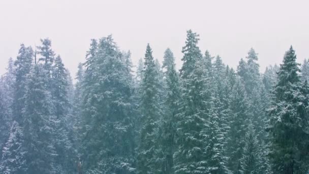 Zimní Říše Divů Video Silného Sněžení Přikrývky Horské Vysoké Borovice — Stock video