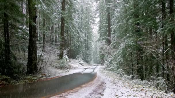 冬の道 周辺の木々を魅了する雪の森の道の4Kビューを魅了 — ストック動画