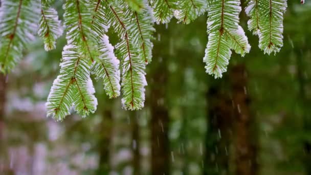 冬のささやき 4Kビデオを魅了するセレン雪の森 — ストック動画