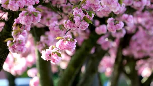 Spring Delight Urzekające Zbliżenie Pięknego Różowego Kwiatu Wiśni — Wideo stockowe