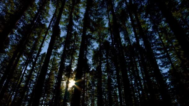 Сонячне Світло Відео Стародавніх Сосен Тихоокеанському Північно Західному Американському Лісі — стокове відео