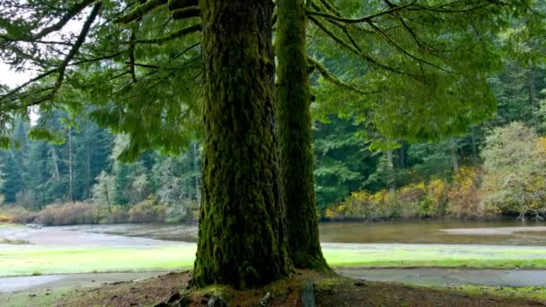 Sinfonía Del Bosque Tranquilo Dolly Shot Tall Pine Trees Meandering — Vídeos de Stock