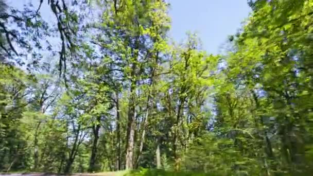 Passeio Cênico Vídeo Dirigir Através Das Elevadoras Árvores Florestais Douglas — Vídeo de Stock