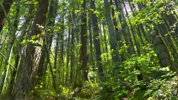 Naturens Emanation Video Solljus Filtrering Genom Verdant Forest Canopy Skapa — Stockvideo