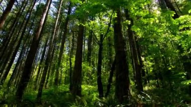 Nature 's Emanation: 4K Video of Sunlight Filtering through Verdant Forest Canopy, making a Serene Ambiance