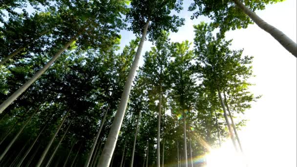 Tranquilidade Iluminada Pelo Sol Vídeo Pinheiros Antigos Pacífico Noroeste Floresta — Vídeo de Stock