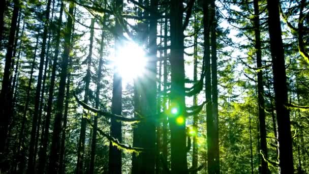 Napsütötte Nyugalom Videó Ősi Fenyőfákról Északnyugat Amerikai Erdőkben Közvetlen Napfényben — Stock videók