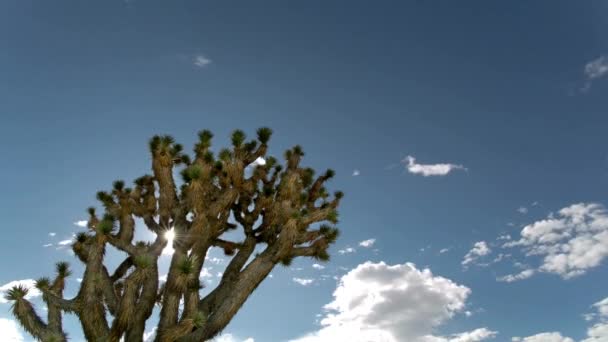 Desert Symphony Time Lapse Joshua Tree Bathed Sunlight Azure Sky — Stock Video
