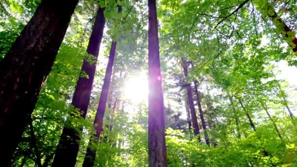 Sunlit Tranquility Pasifik Kuzeybatı Abd Ormanı Nda Antik Çam Ağaçlarının — Stok video