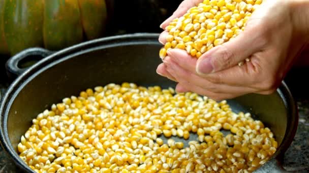 Odměna Sklizeň Detailní Záběr Žluté Syrové Kukuřice Sevřené Ruce — Stock video