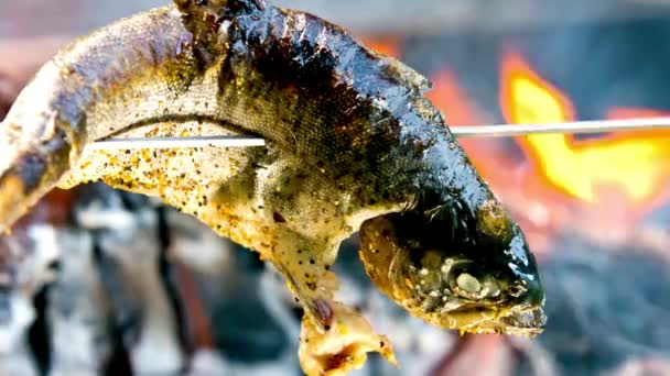 Wilderness Culinary Adventure Primer Plano Cocina Pescado Trucha Sobre Fogata — Vídeos de Stock