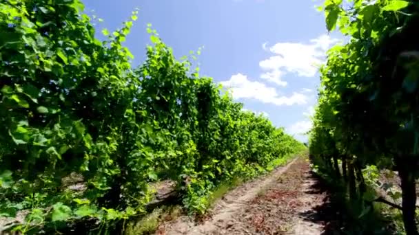 Promenade Dans Vignoble Vidéo Marche Parmi Les Raisins Dans Vignoble — Video