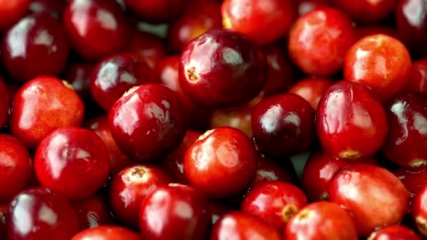 Colheita Vibrante Close Frutas Frescas Cranberry — Vídeo de Stock